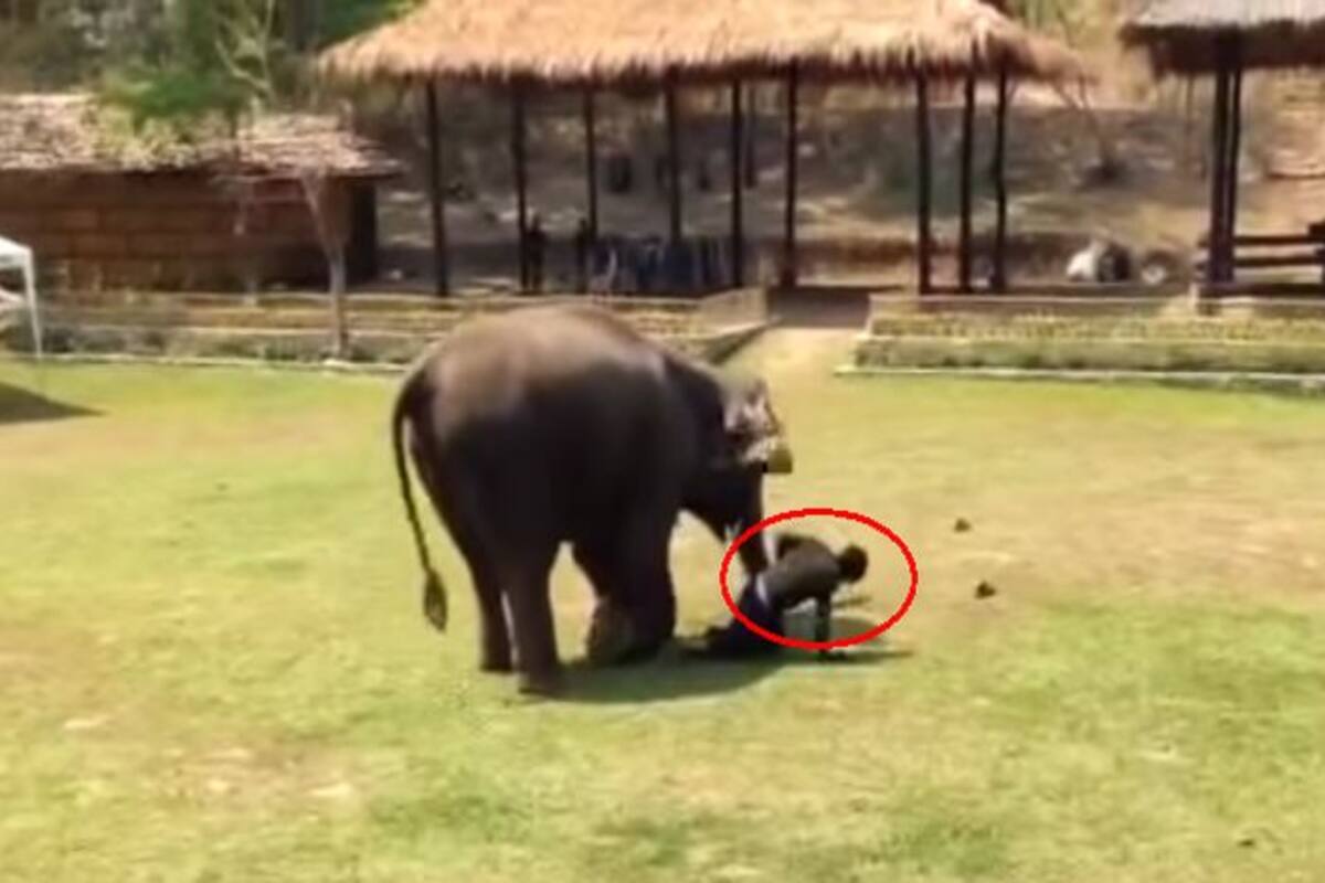 This man falls down in the zoo and the elephant runs towards him