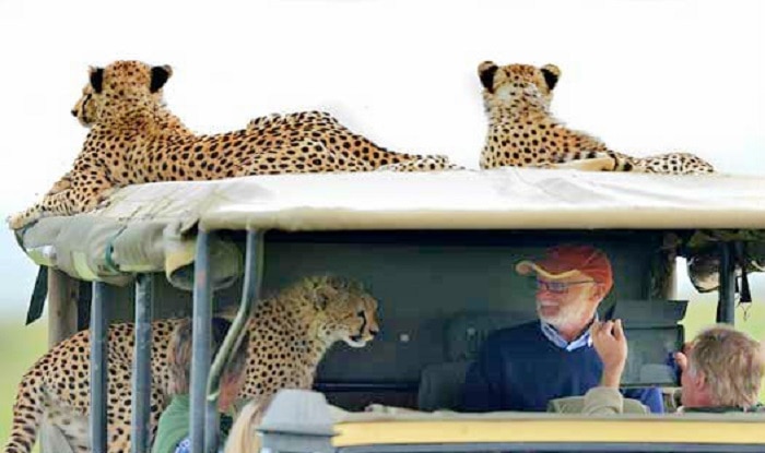 2-cheetah-safari