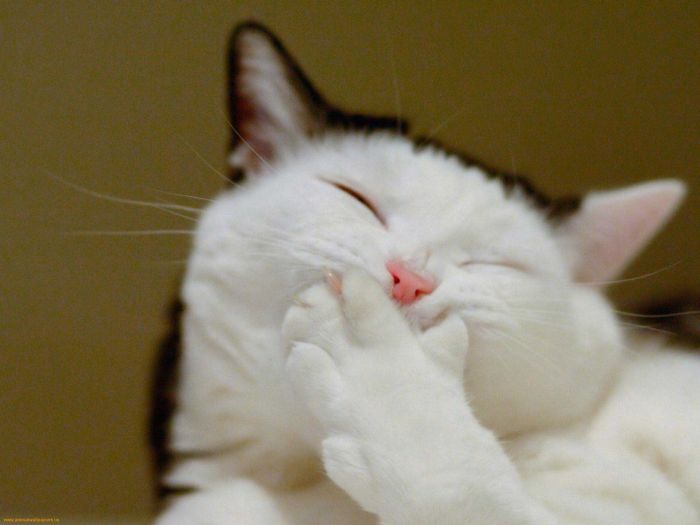 19 Funny cat pictures to turn that Monday frown into a smile 