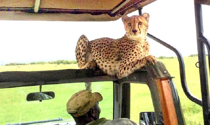 Cheeky-cheetah-314927
