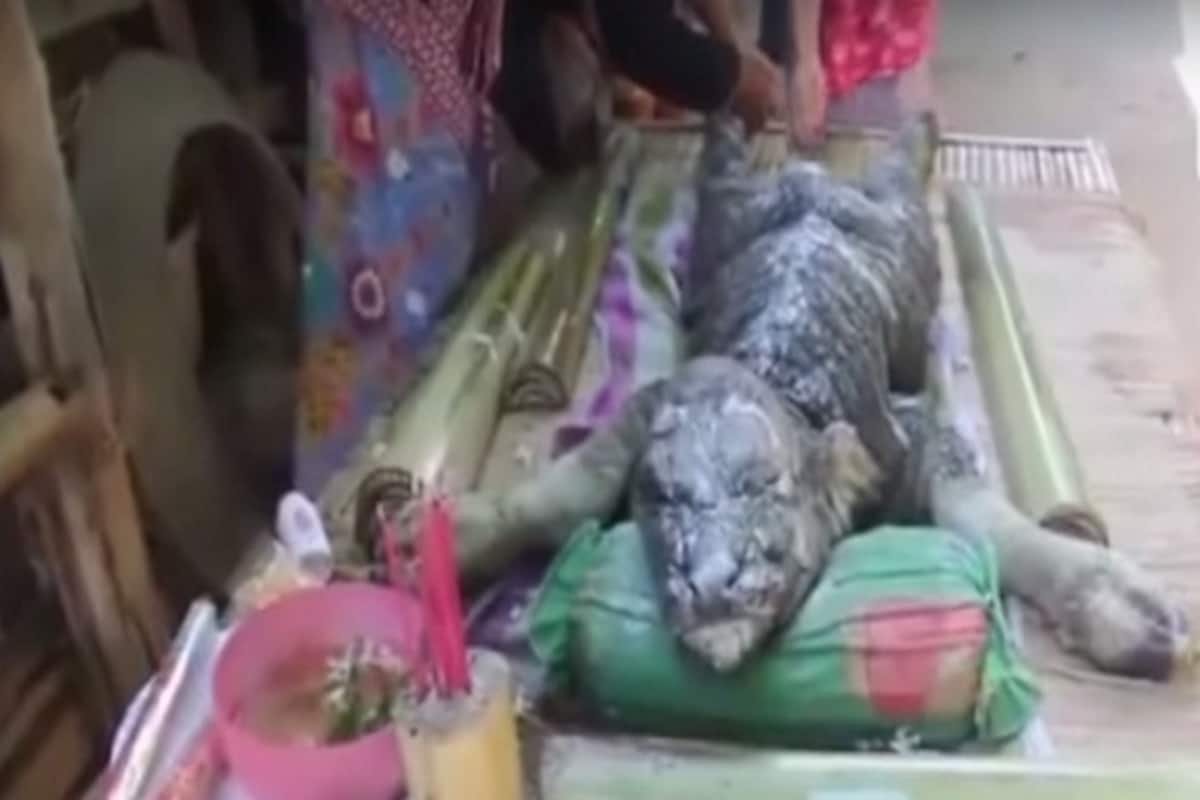 Weird! Half Buffalo-Half Crocodile in Thailand! Is (Watch video) | India.com