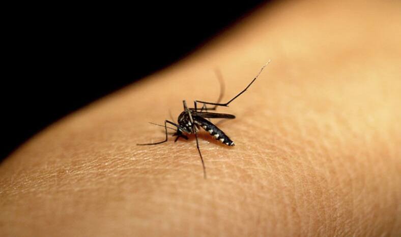 How to Treat Dengue Fever