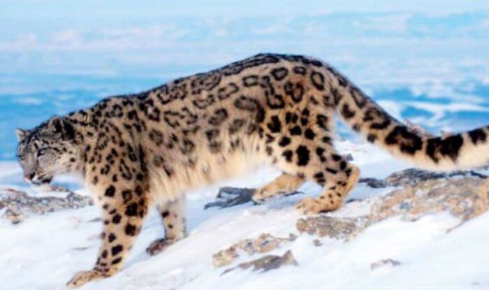 Lack of info hamper efforts to protect China’s snow leopards | India.com