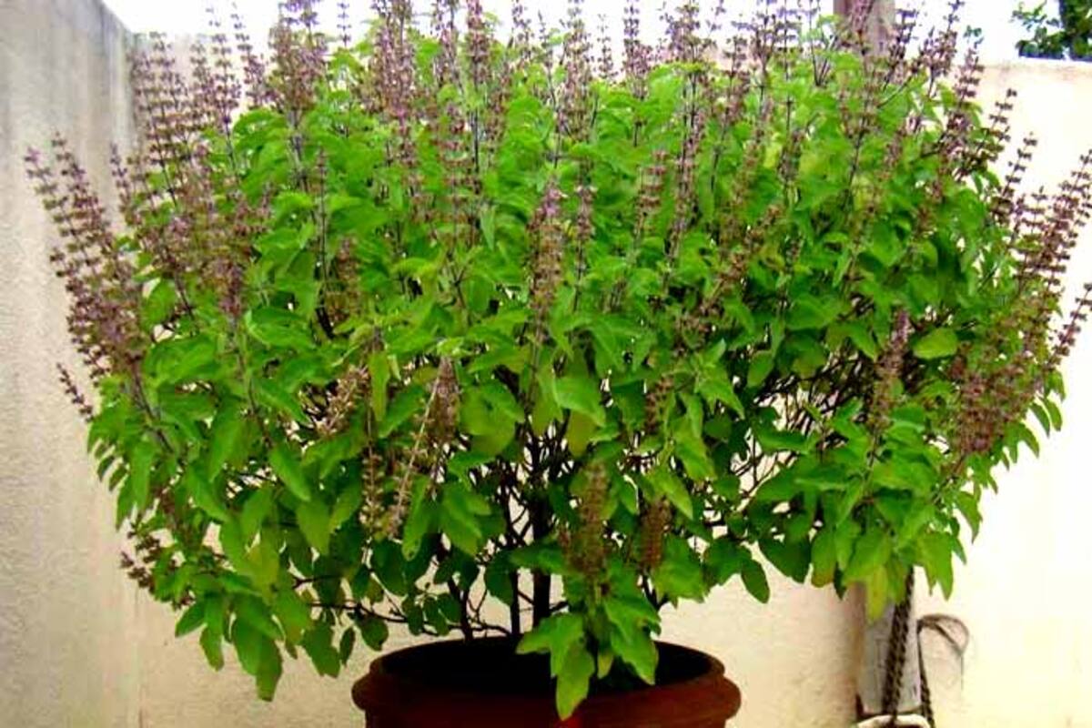 Tulsidal Tips: किस दिन नहीं तोड़ना चाहिए तुलसी का पत्ता, गांठ बांध लें  तुलसीदल से जुड़ी ये जरूरी बातें