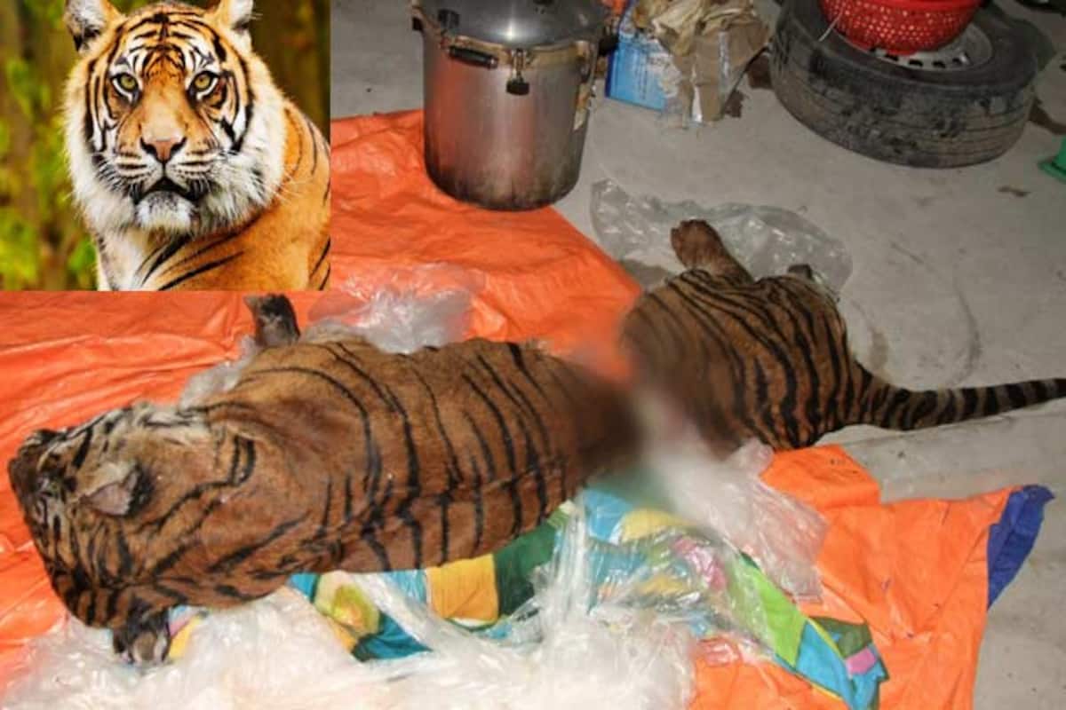 Shocking! Starved Tigers' bones used for brewing wine in China 