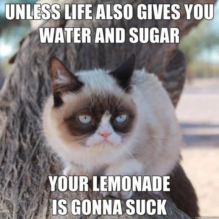 21 Grumpy Cat memes to instantly make you grumpy however happy you are!