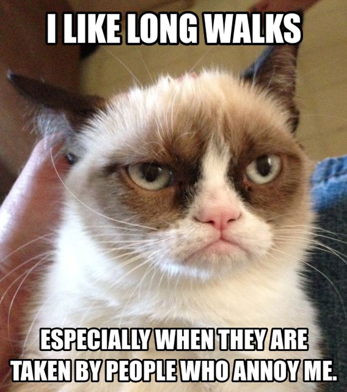 Grumpy Cat