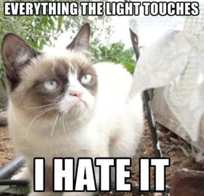 21 Grumpy Cat Memes You Can Relate To Every Monday Of Your Life India Com