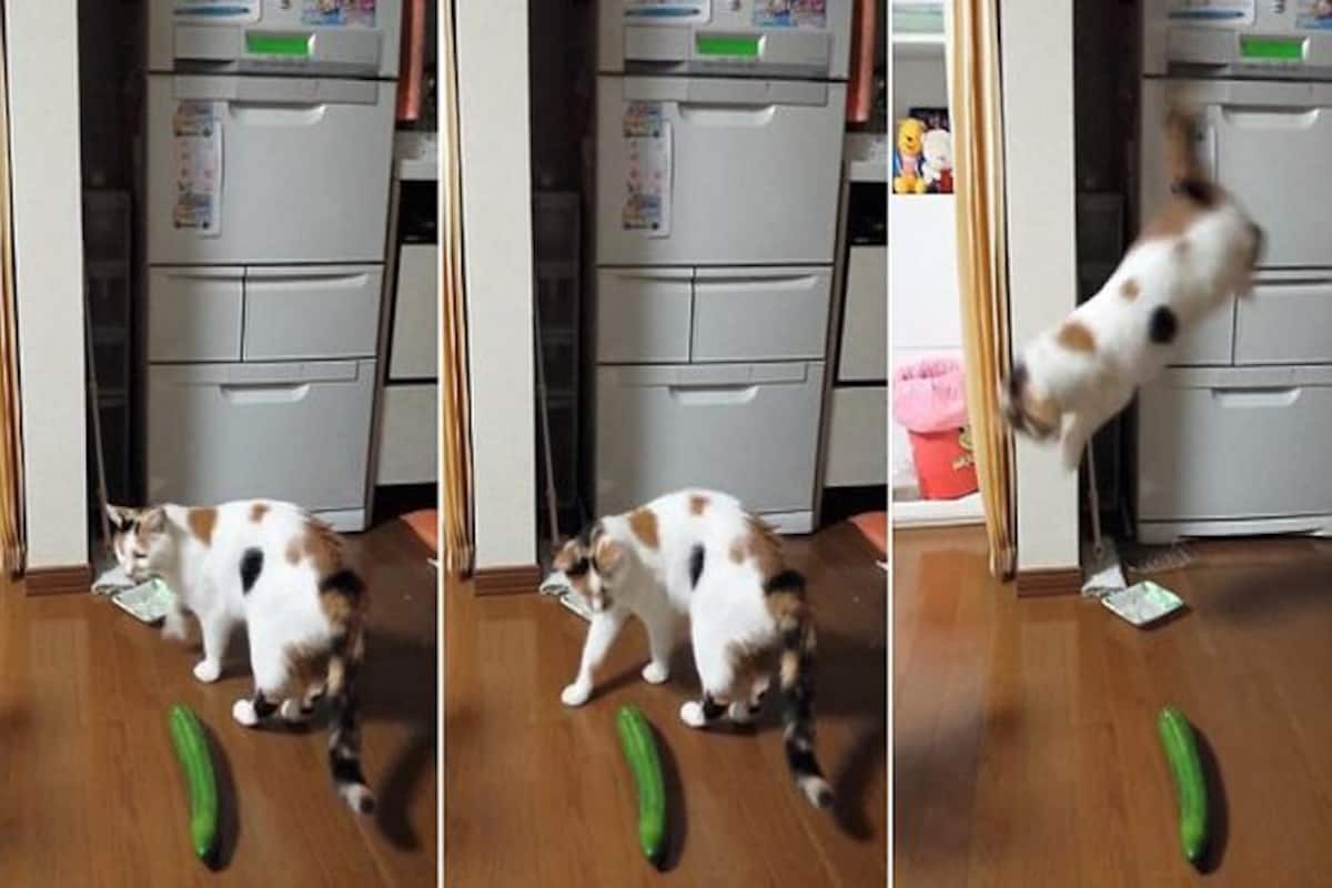 Lol! Cats Getting Spooked By Harmless Cucumbers Is The Funniest Thing Ever!  | India.Com