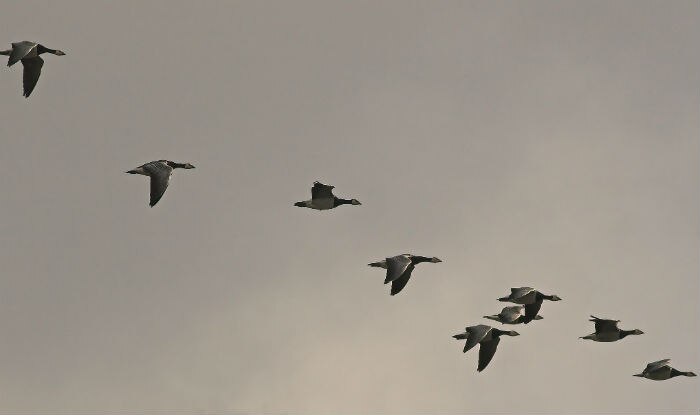 Poacher arrested with migratory birds | India.com