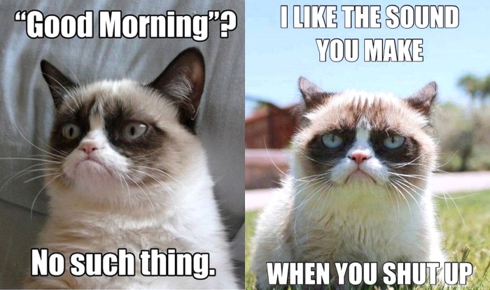 21 Grumpy Cat Memes To Instantly Make You Grumpy However Happy You Are! |  India.Com