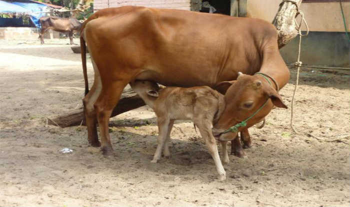 Haryana’s stringent cow protection law comes into force | India.com