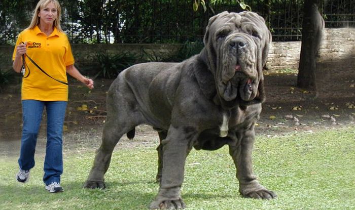 most biggest dog in the world