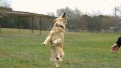Dog jumping to catch food is mesmerizing in slow motion [Video]