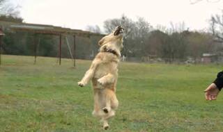 Dog jumping to catch food is mesmerizing in slow motion [Video]