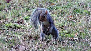 Ninja squirrel gets past traps to steal bird food Ninja squirrel gets past traps to steal bird food