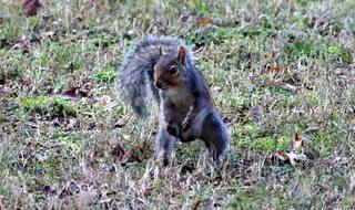 Ninja squirrel gets past traps to steal bird food