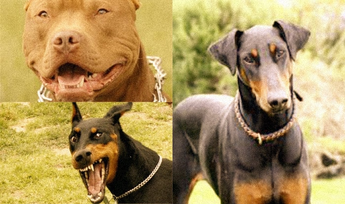 duniya ke 5 sabse khatarnak dog