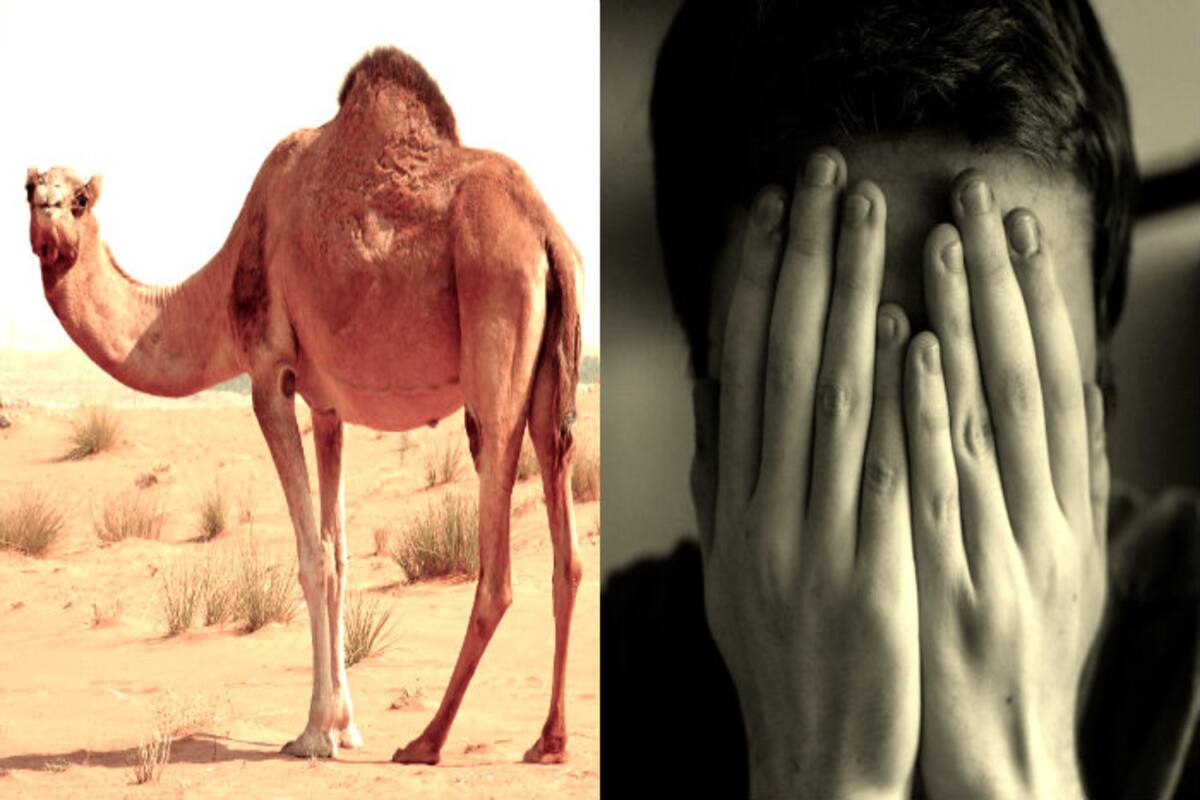 Kenyan man charged for having sex with camel | ऊंट का रेप करने पर इस शख्स  को मिली सख्त सजा - Latest News & Updates in Hindi at India.com Hindi