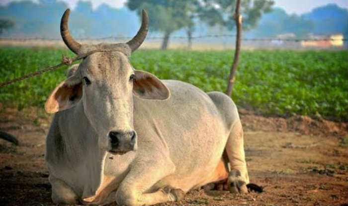 cow-named-yahoo-india-s-personality-of-the-year-india