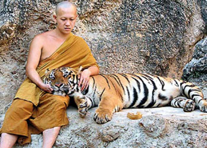 Buddha Monks Worship Among Tigers In Tiger Temple इन बौद्ध भिक्षुकों की है शेरों से यारी 150