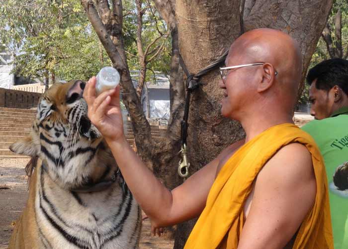 Buddha Monks Worship Among Tigers In Tiger Temple इन बौद्ध भिक्षुकों की है शेरों से यारी 150