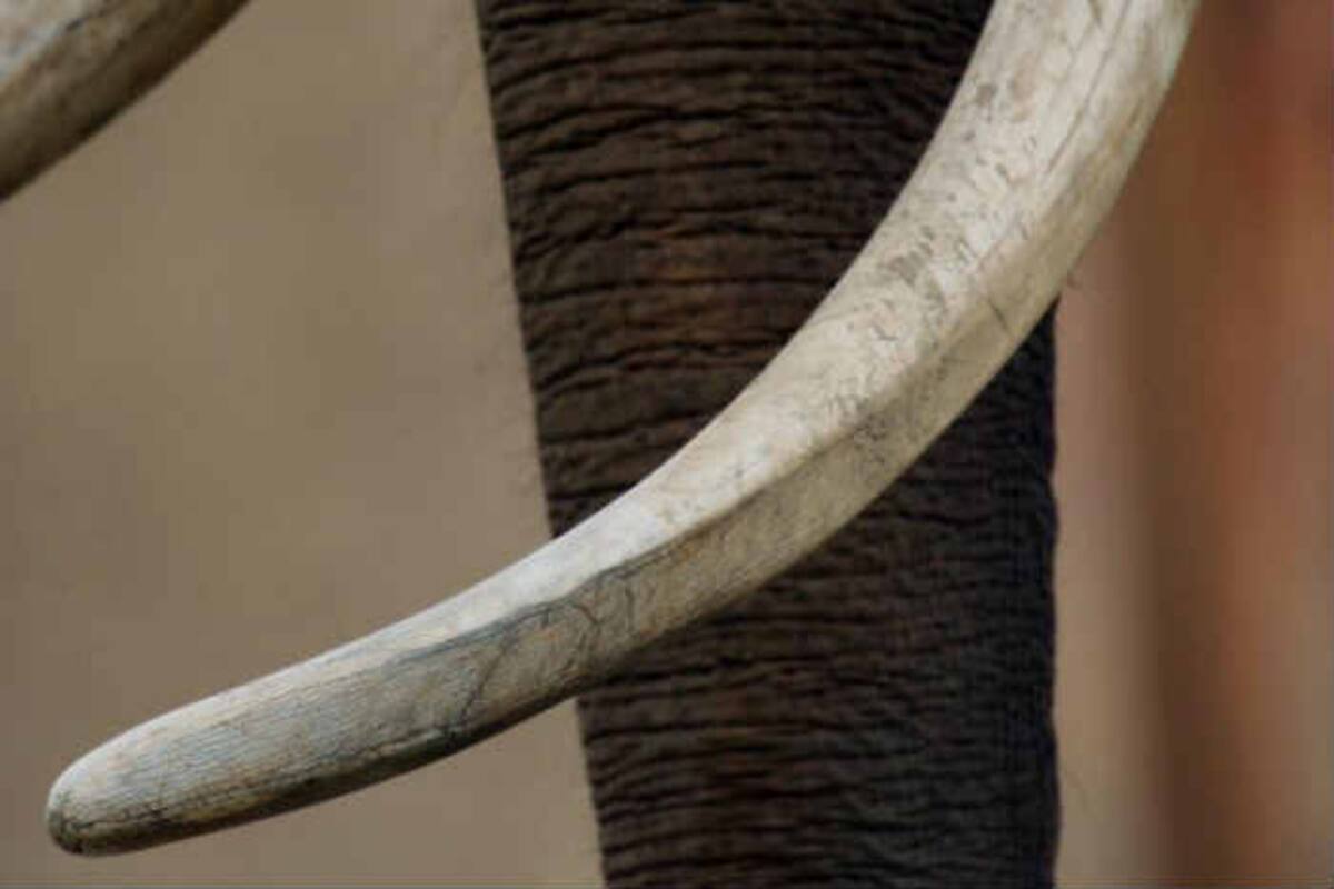 Sri Lanka destroys elephant tusks worth 400 million rupees Sri Lanka destroys elephant tusks worth 400 million rupees