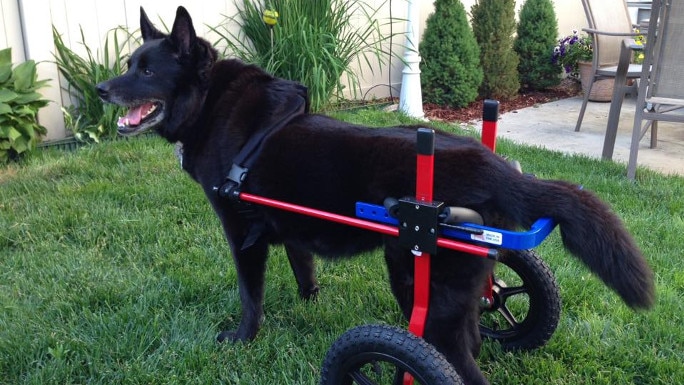 Nicky Wheelchair