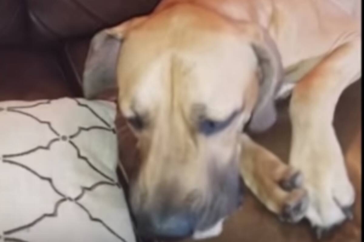 Hilarious Dog Tries To Hide Sandwich Inside His Mouth Watch Video India Com