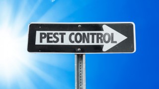 9 Natural Remedies for Household Pest Problems 9 Natural Remedies for Household Pest Problems