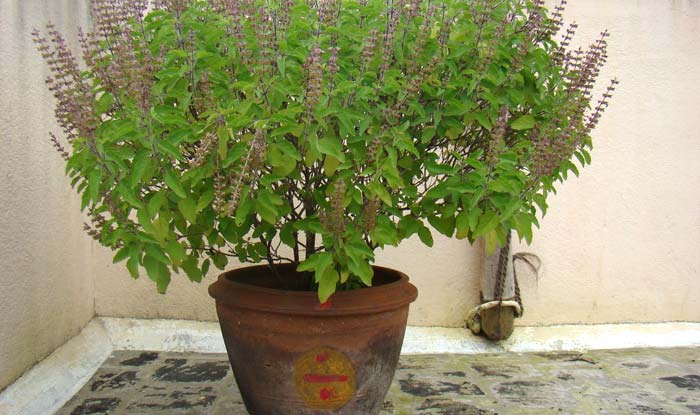 Tulsi Plant