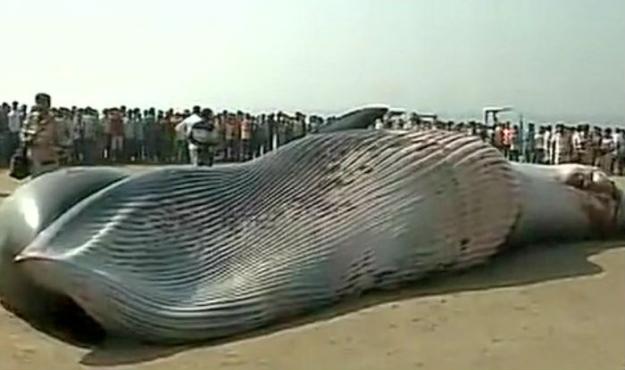 whale in Mumbai
