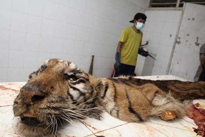 Zoo Of Death in Indonesia shows shocking animal cruelty Here s