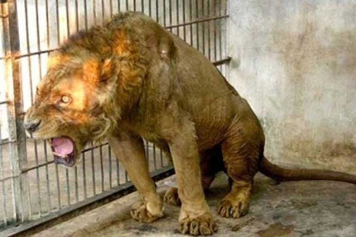 ‘Zoo Of Death’ in Indonesia shows shocking animal cruelty! Here’s why