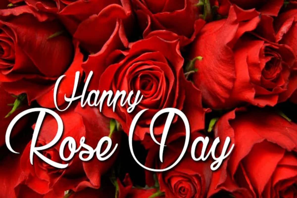 Happy Rose Day 2016: Importance and Significance of each rose ...