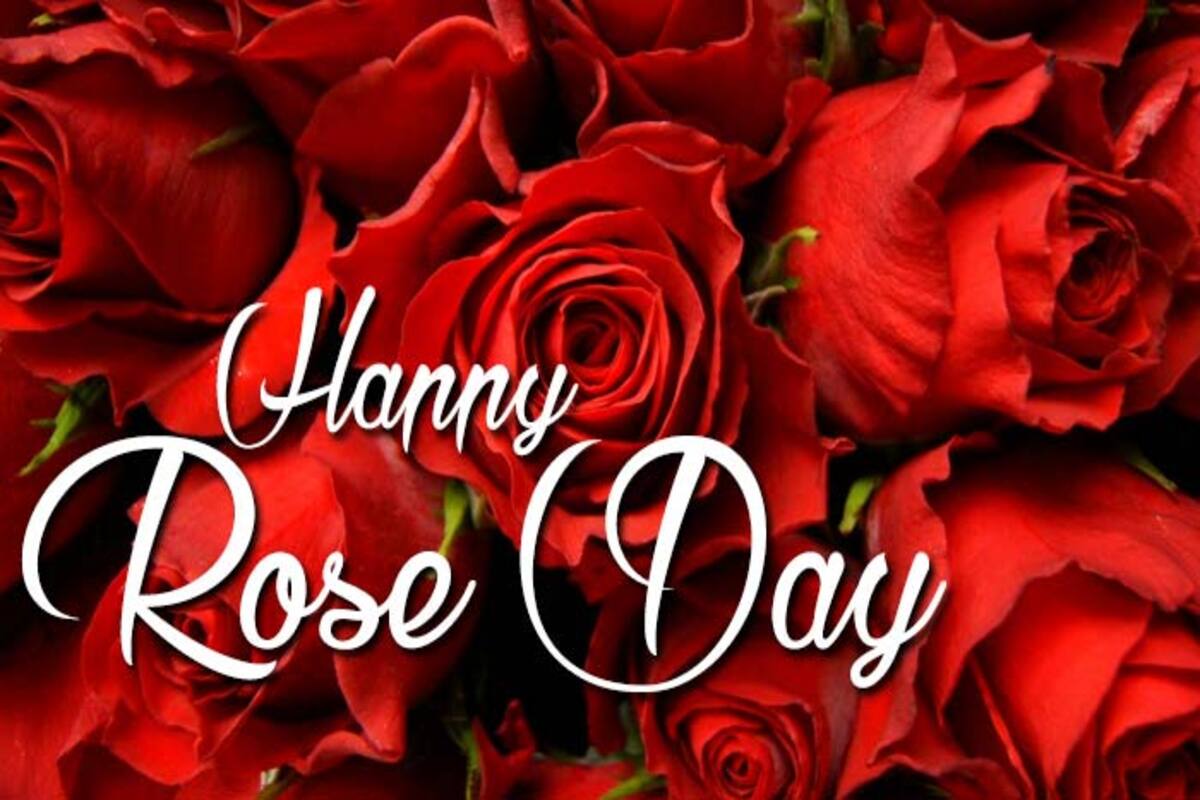 Happy Rose Day 2016: Importance and Significance of each rose ...