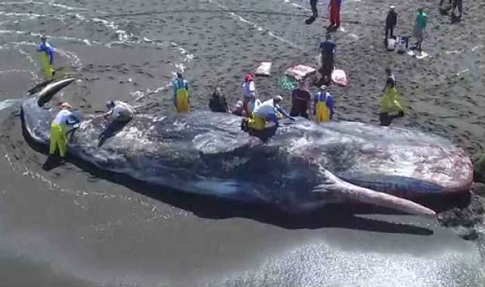 Sperm whale washes ashore on Odisha coast | India.com