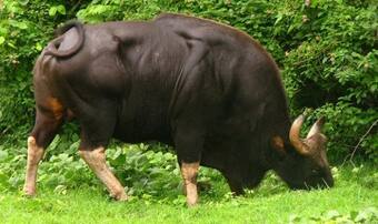 In Arunachal Pradesh, 'mithun' replaces cow as animal of socio-political  significance 