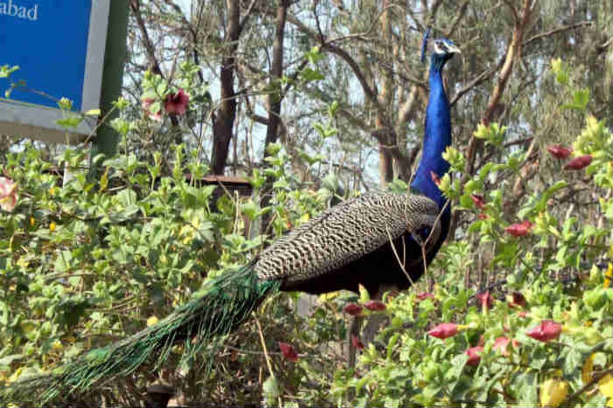 West Bengal: Peacock Manhandled by Villagers For Selfie, Dies