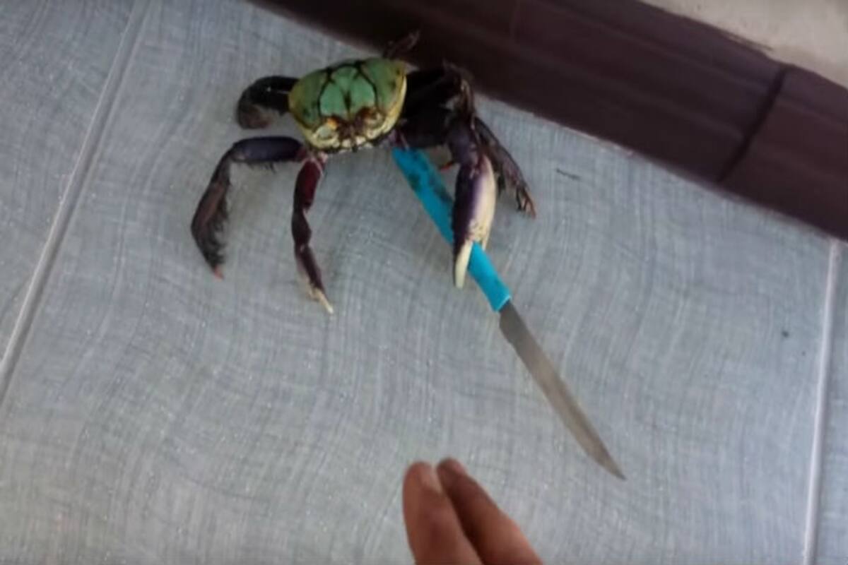 Gangster crab! Video of crab holding knife goes viral (Watch video) | Gangster crab! Video of crab holding knife goes viral (Watch video) |