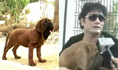 korean mastiff