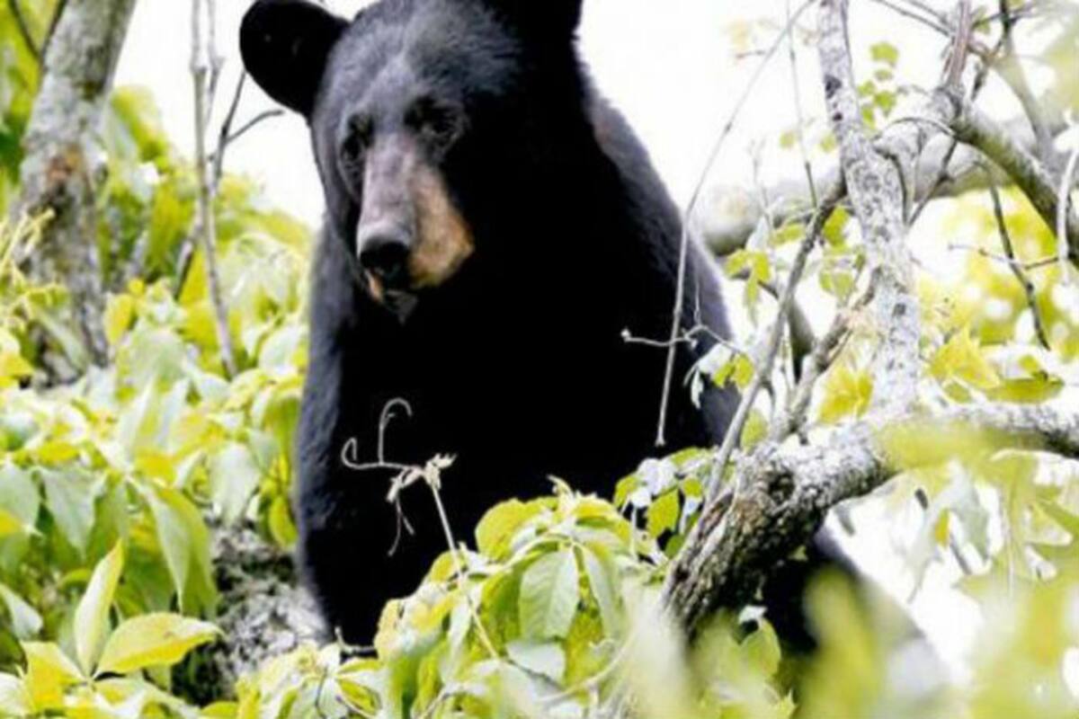 Louisiana black bear is removed from Endangered Species List: US Officials  