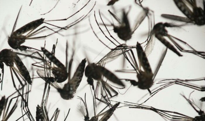 Brazil giving usd 2. 8 million for zika research