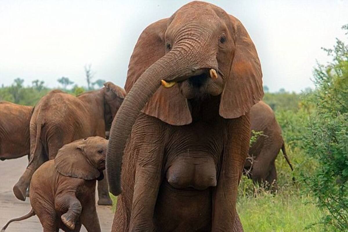 1200px x 800px - Female photographer clicks elephant â€œDouble Dâ€ breasts photos, tabloid says  elephant forgot to put on a bra! | India.com