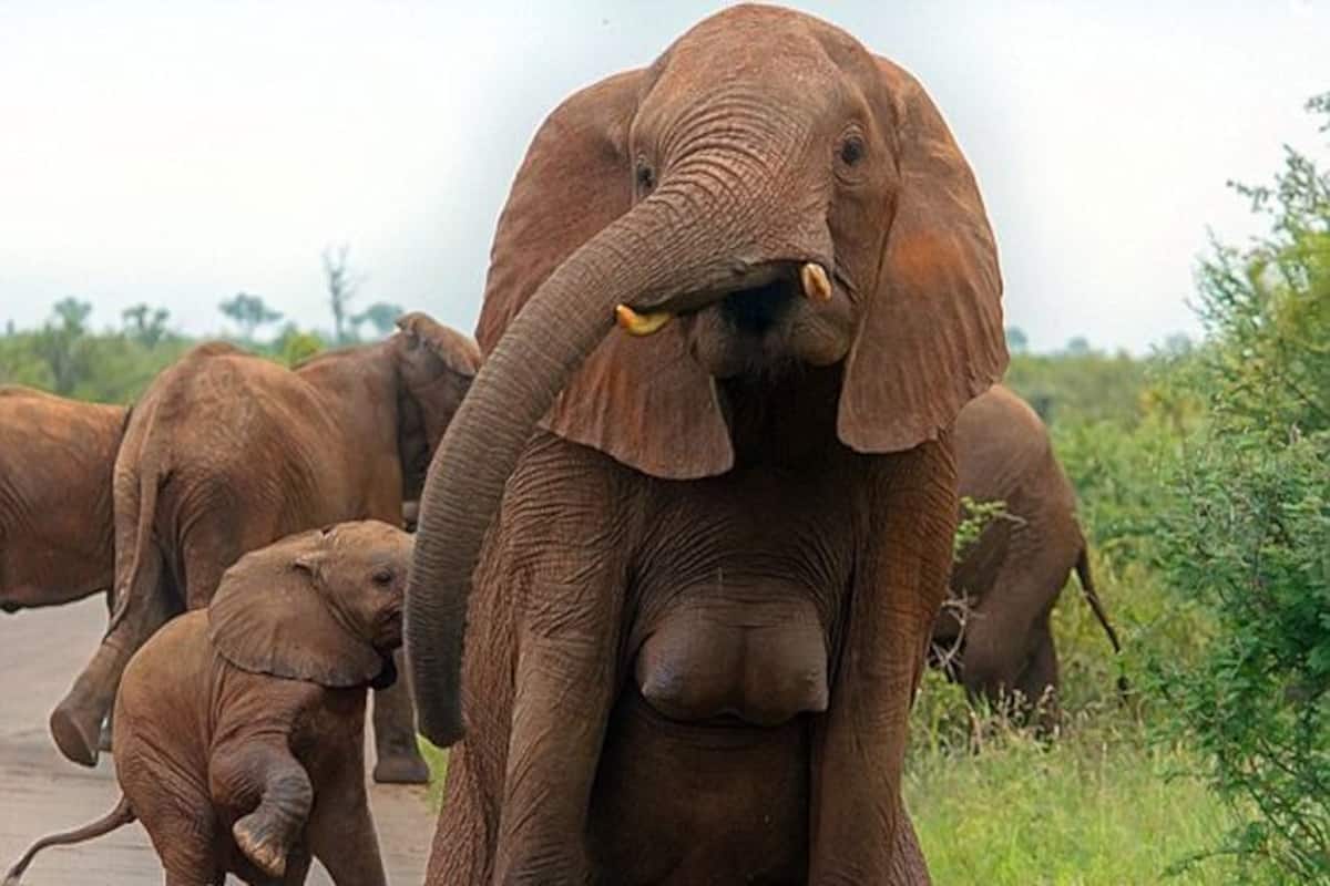 Female photographer clicks elephant “Double D” breasts photos, tabloid says  elephant forgot to put on a bra! | India.com