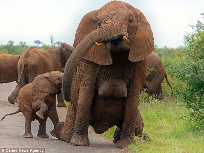 Baby Elephant And Girl Ki Porn Video - Female photographer clicks elephant â€œDouble Dâ€ breasts photos, tabloid says  elephant forgot to put on a bra! | India.com