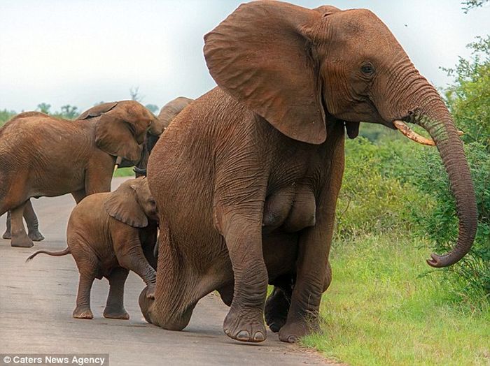 Female photographer clicks elephant “Double D” breasts photos