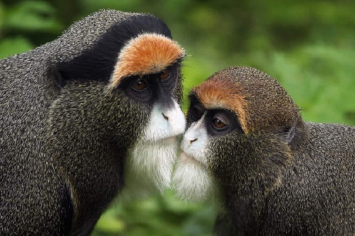 Primate monkey species, 'white-cheek Macaque' discovered in Arunachal  Pradesh 