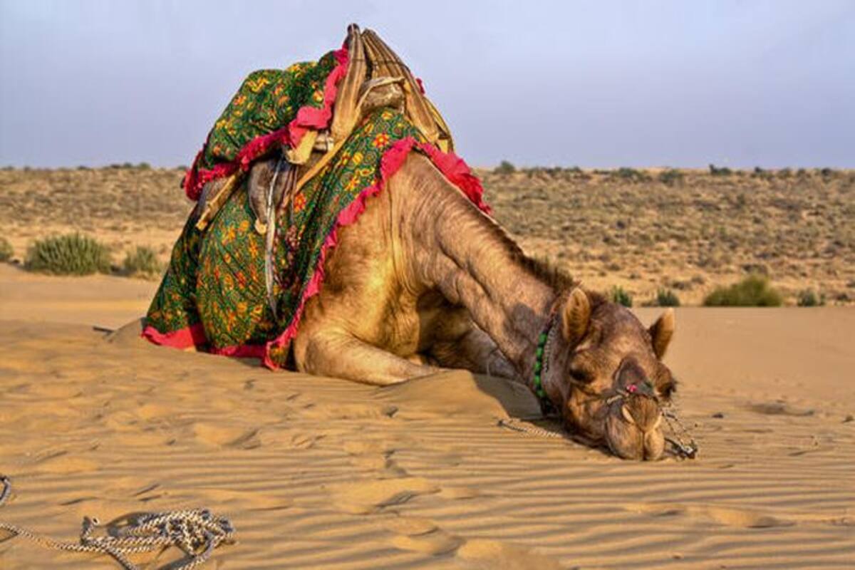 Angry Rajasthan Camel Eats Owner S Head After He Tied It In The Sun All Day Long India Com