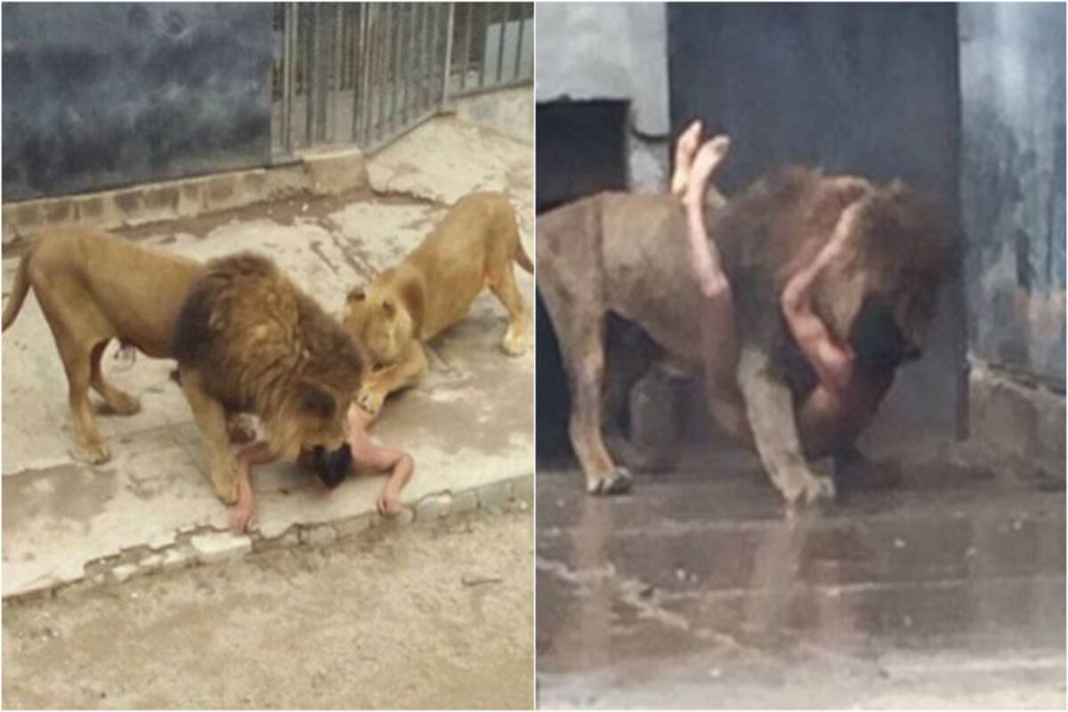 Man strips naked and jumps into lions cage to commit suicide. What happens  next will leave you stunned (Graphic Video) 